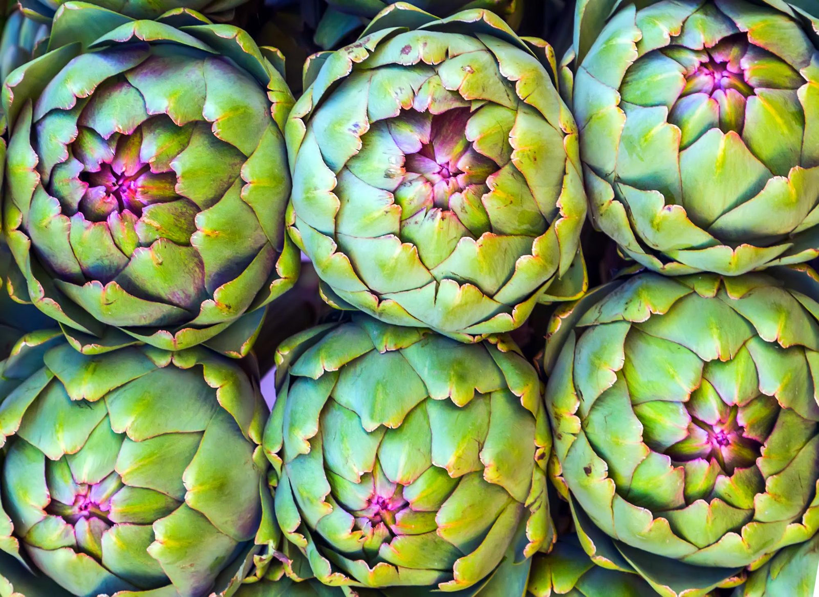 Carciofo