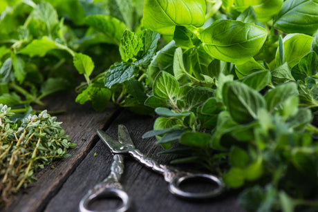 Erbe aromatiche fresche