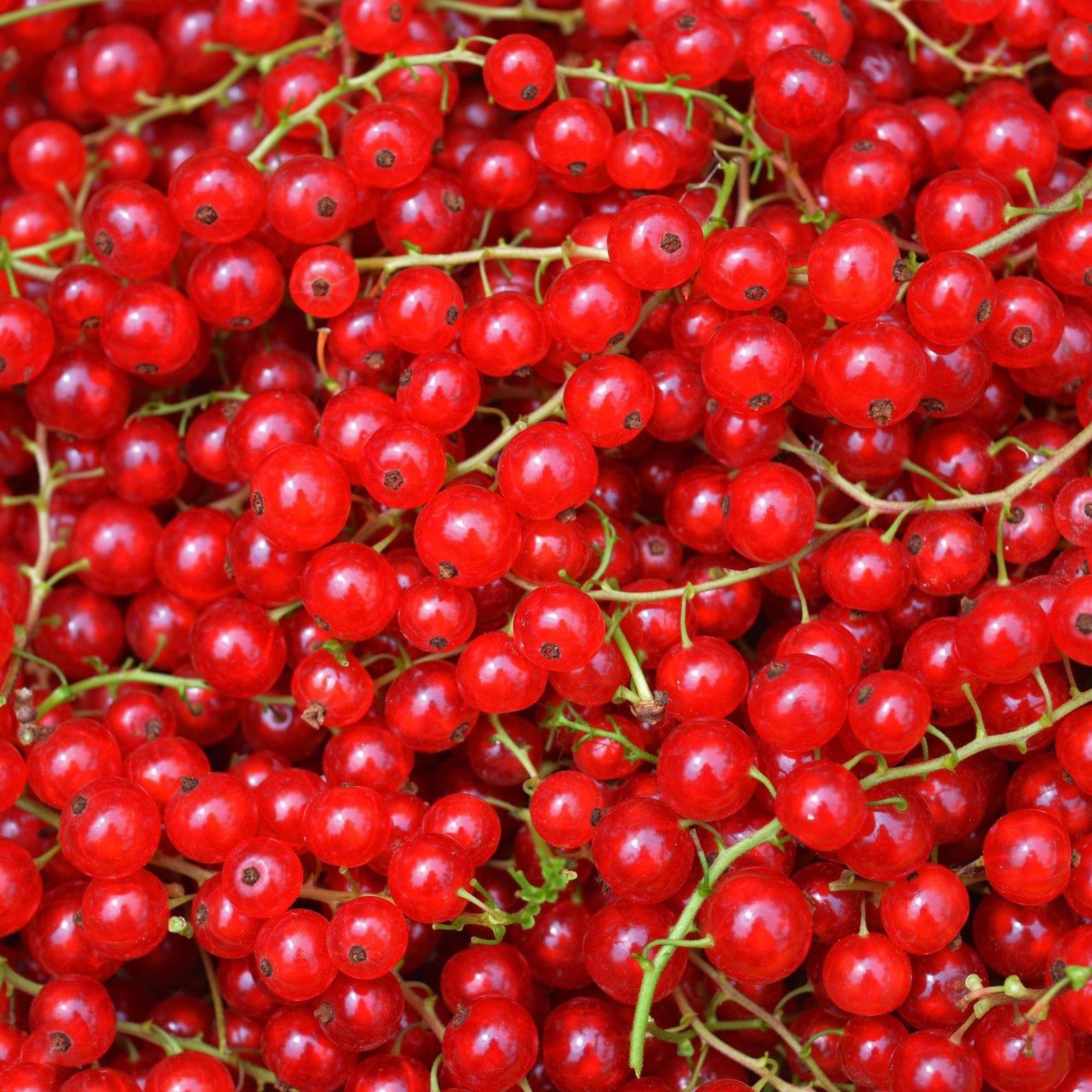 Ribes rosso