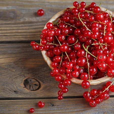 Ribes