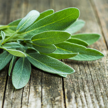 Salvia